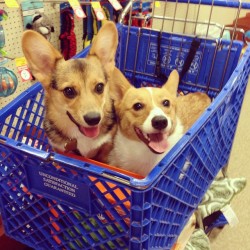 cooperdacorgi:  2 for 1 sale on all corg