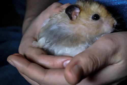 Such a fuzzy boy, I just love him so much.