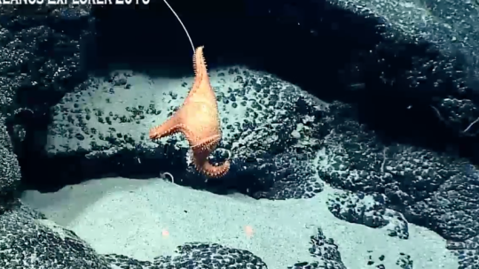 nitlon:  nitlon:  nitlon:  nitlon:  nitlon:  nitlon:  nitlon:  nitlon:  nitlon:  nitlon:  nitlon:  nitlon:  ok psa NOAA is literally livestreaming deep sea exploration footage from one of their submersibles!!! like right now!!! you can watch them discover