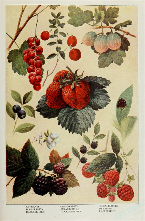 owls-n-elderberries: Edible Berries - “The Grocer’s Encyclopedia” or “Encycl