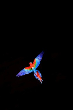 earthandanimals:   Macaw Flying free by Fabio
