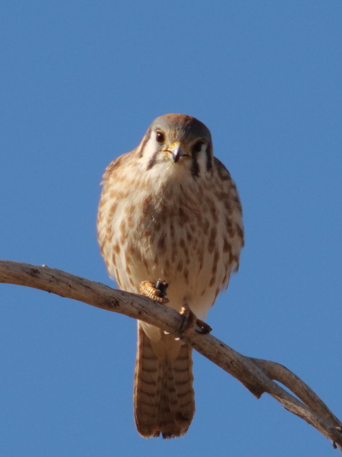 ajaxbird: she gots a bug. why bug? why would you taste like that?