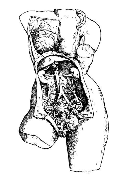 arterialtrees: anne carson from grief lessonsvs andreas vesalius, de hurnani corporis fabrica (1543)