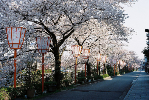defiantely:  Sakura @Gion Kyoto by ogino.taro on Flickr.