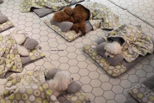 awesome-picz:  Photos Of Sleeping Pups In A Puppy Daycare Center Are Taking Over