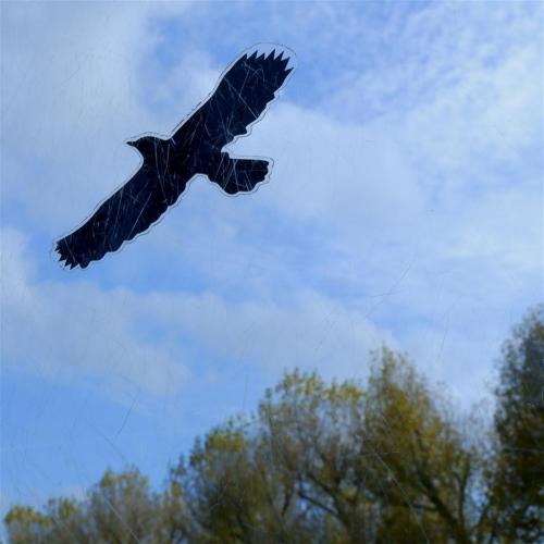 Etched on Glass. Flying Free.