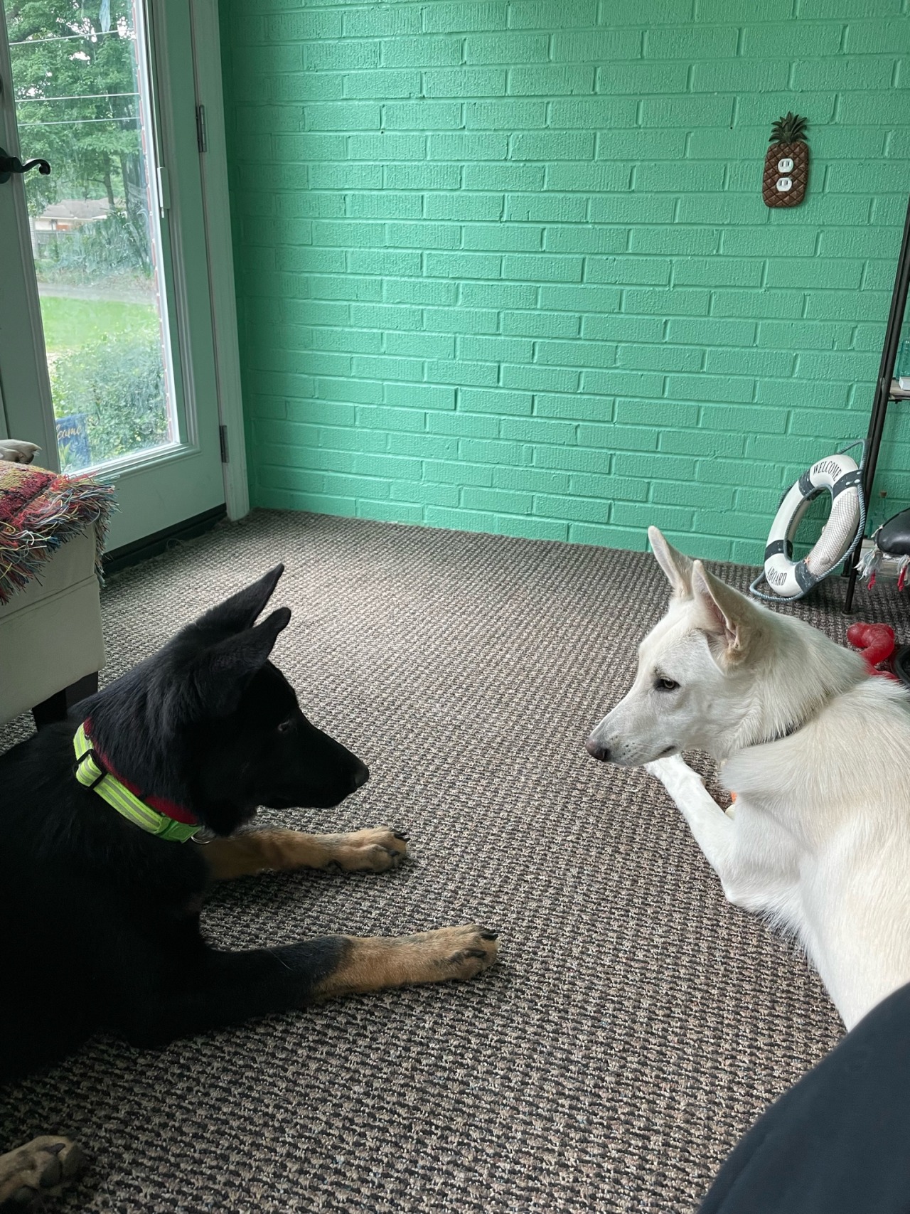 We have an adorable guest with us for a couple days! Puppy sitting babes uncles dog so we’ve got a German Shepard yingyang going 😂🥰😍