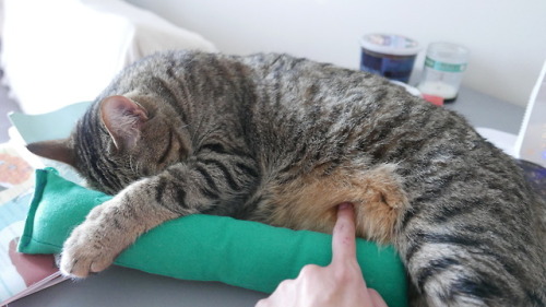 myheartleapt:Mochi touching me while he’s sleeping: a compilation (+ last pic is my revenge!) 