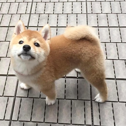 doggylosophy: Cuteness level 106338906368