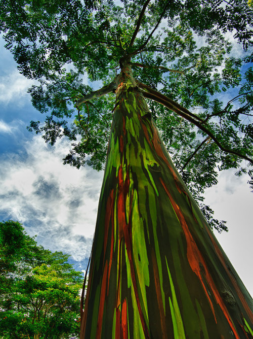 XXX ladyinterior:  Magnificent Trees Around the photo