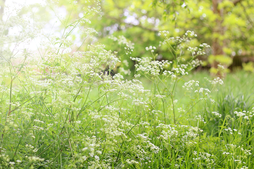 The White Pulse of May.