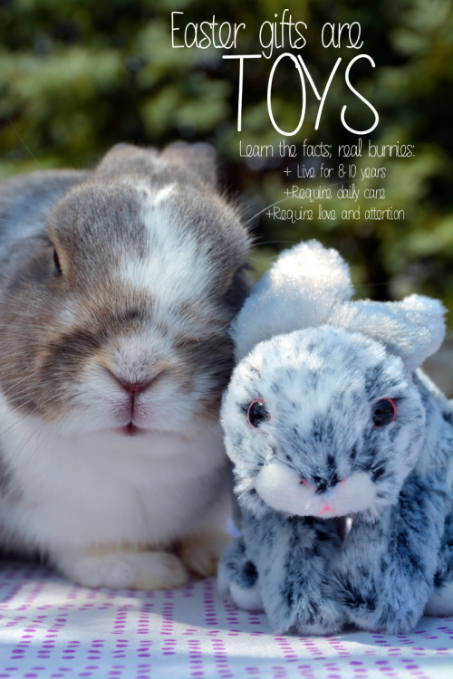 Happy Easter, everyone!This message is good all year, not just for Easter.I adopted my bunny, Koi (t