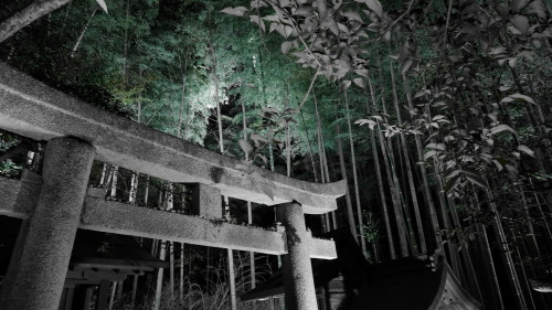 jnightscape:Top Photos 2014: 100+ Reaction jnightscape: The bamboo forest. Divine…