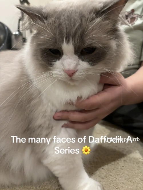 Important Photos Of Daffodil