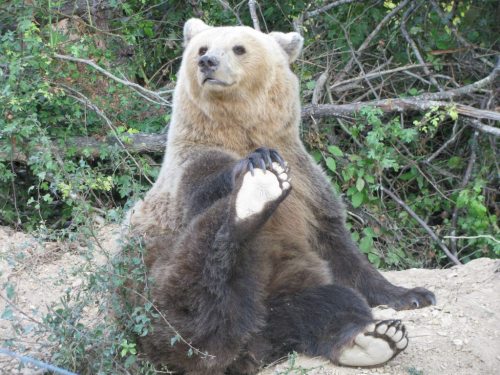 bear-pictures:Morning yoga! Who else but Hope :) Photo by: Maria Kuczkowicz