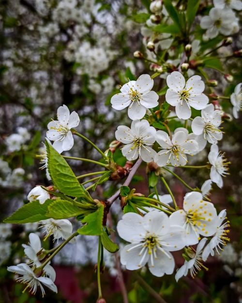 Цветущая вишня #beautiful #flowers #trees #green #blooming #spring #sky #sakura #cherryblossom #cher