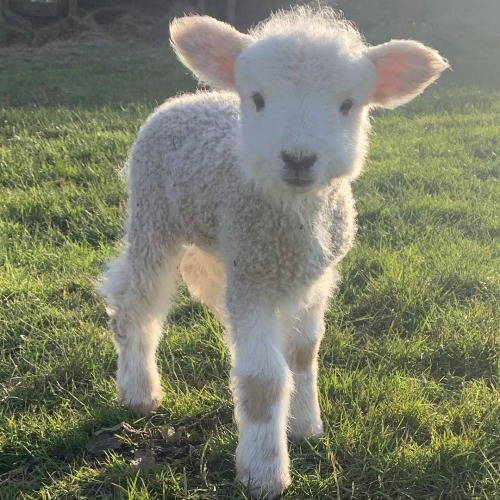 florealegiardini: Eunice the happy little lamb ☘️ ~ lily.warne