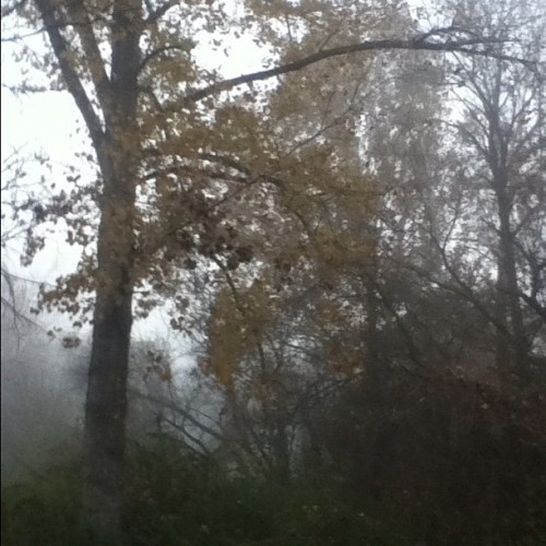 Beautiful Foggy Morning By The Woods.