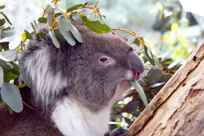 Adelaide, Koala in Cleland Conservation Park, Australia