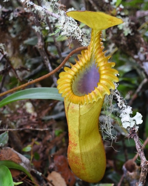 jeremiahsplants:Another beautiful yellow Nepenthes edwardsiana with a purple interior. This one prob