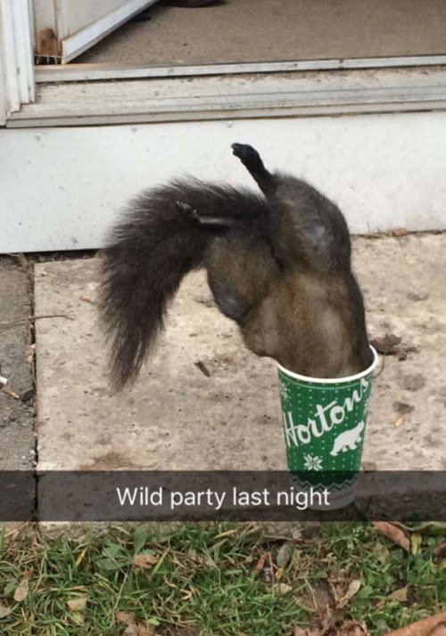animalsnaps