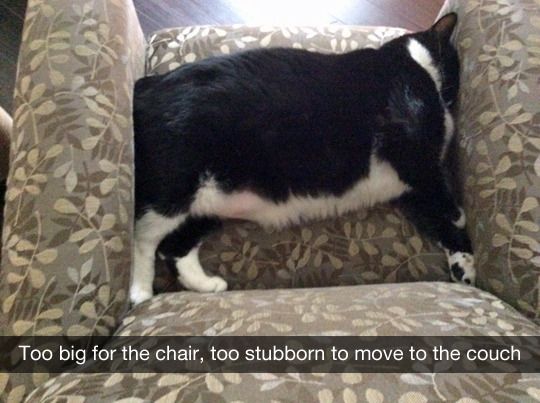 tastefullyoffensive:  (photo by gfysbro)