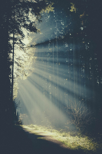 brutalgeneration:  Morning light in the forest by mmartinsson on Flickr. 