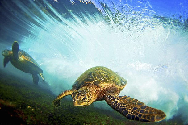 nubbsgalore:  endangered hawaiian green sea turtle (or honu in hawaiian) swimming