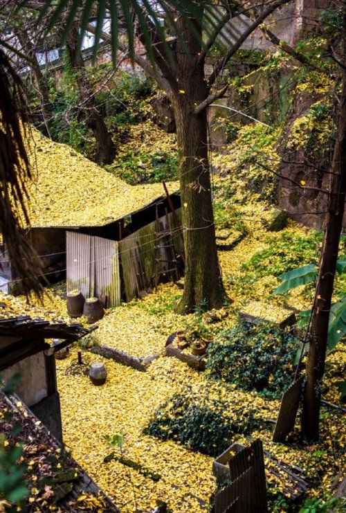 fuckyeahchinesegarden:银杏庭院Ginkgo leaves in a Chinese courtyard.