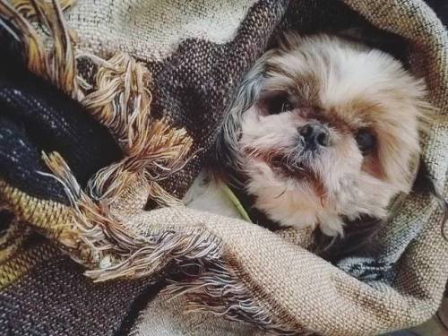 He’s very cozy! #shihtzu #dog #pet #dog #dogsofinstgram #pets #petsofinstagram #petsagram #dog