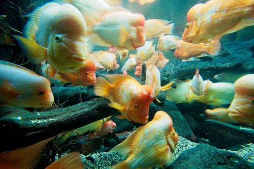 tumorous fishies || shedd aquarium, chicago