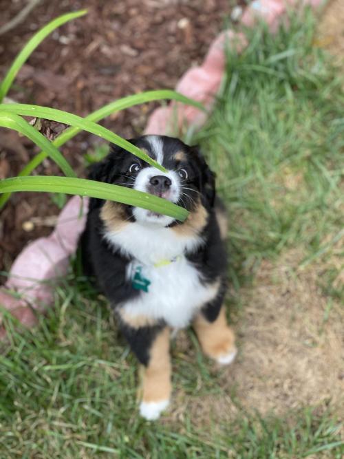 bernese