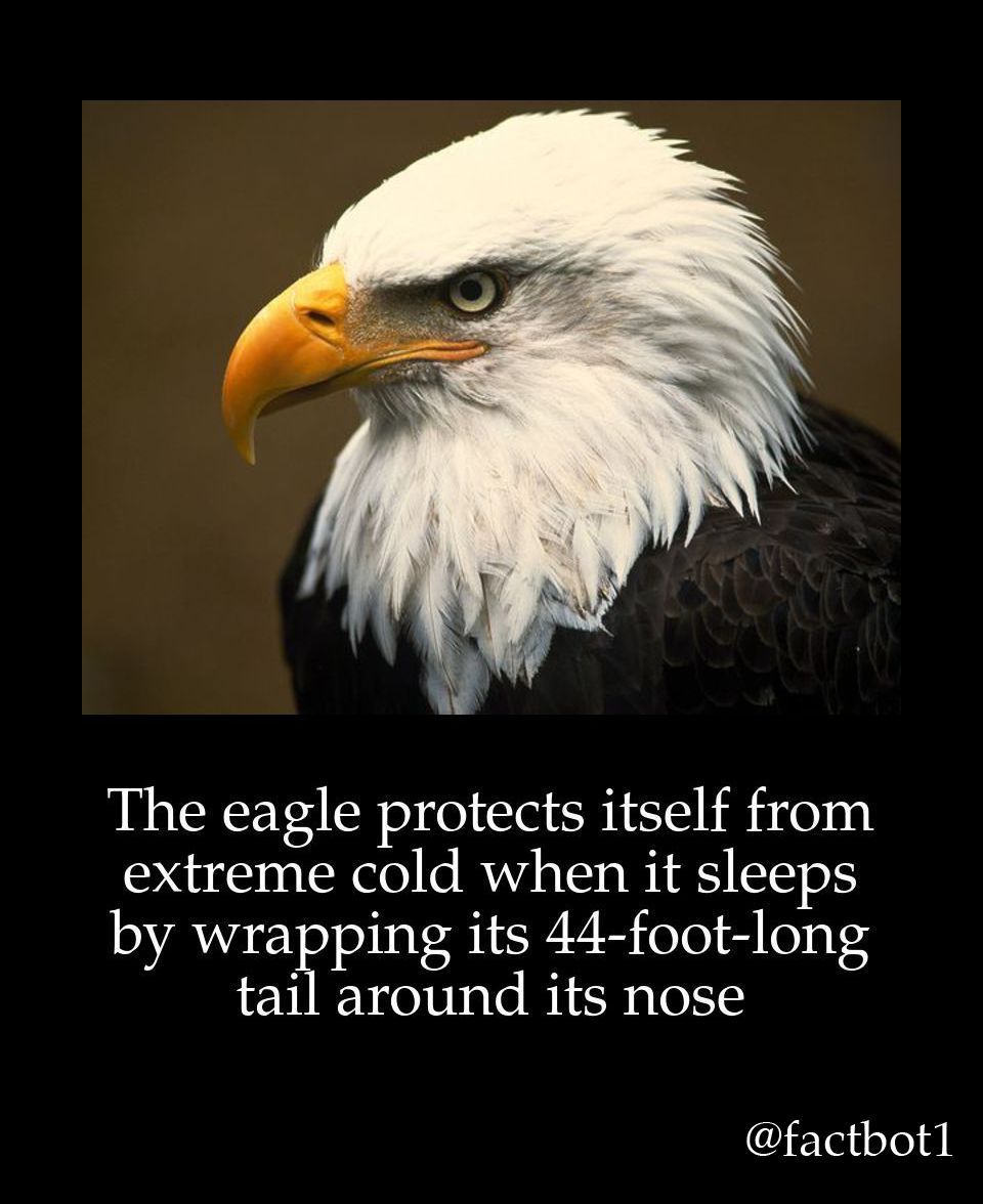 Wow eagles are ridiculous