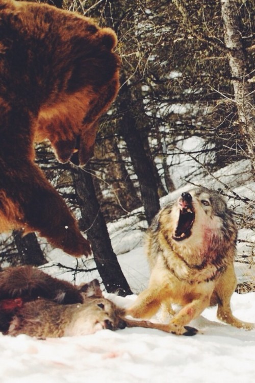 evropa-aeterna:Second reblog. Gold picture.