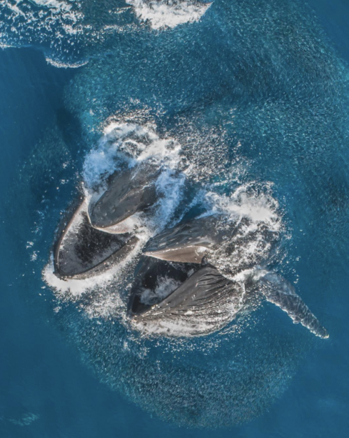 Humpback whales lunge feeding in an enormous baitball!Photo by Chelsea Mayer Photography
