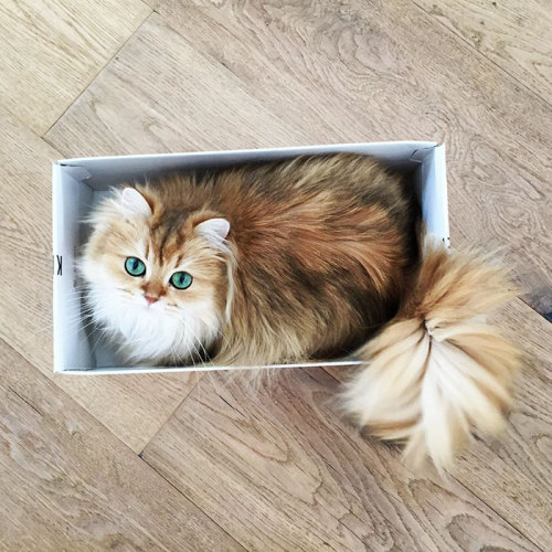 middlemarching: boredpanda: Meet Smoothie, The World’s Most Photogenic Cat omg you’