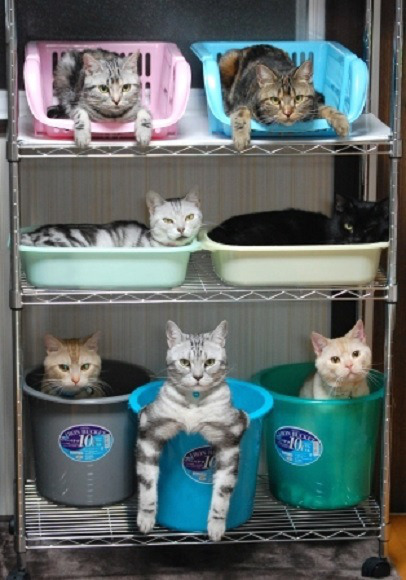 supermattural:wigglytuffitout:do not be upset friends!!!look at these well-organized cats insteadi f