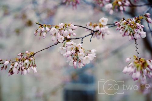 Japanese blossoms at city hall (now all gone) ________________________________________ #20two19 #pho