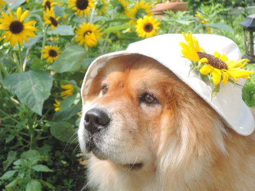 chow29dora: 庭のミニ向日葵。夏真っ盛り！ Mini sunflowers blooming in my garden.It’s the height of summ