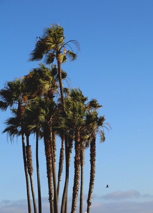 PHOTO of the day | October 28, 2013 | Venice Beach palms | David Hanjani