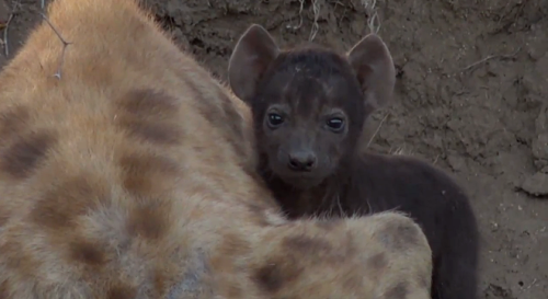 phoenixsparks: melancholyprince: finally got to see one of Gwen’s cubs on the safariLIVE strea