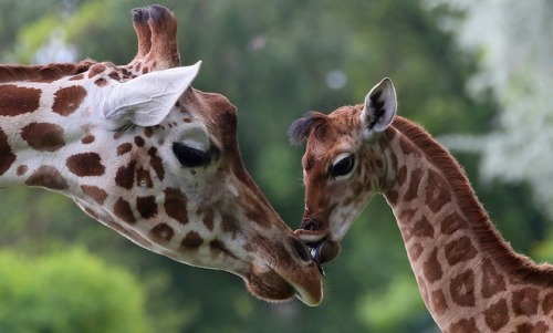 mothernaturenetwork: Why wild giraffes are suffering a ‘silent extinction’The iconic ani