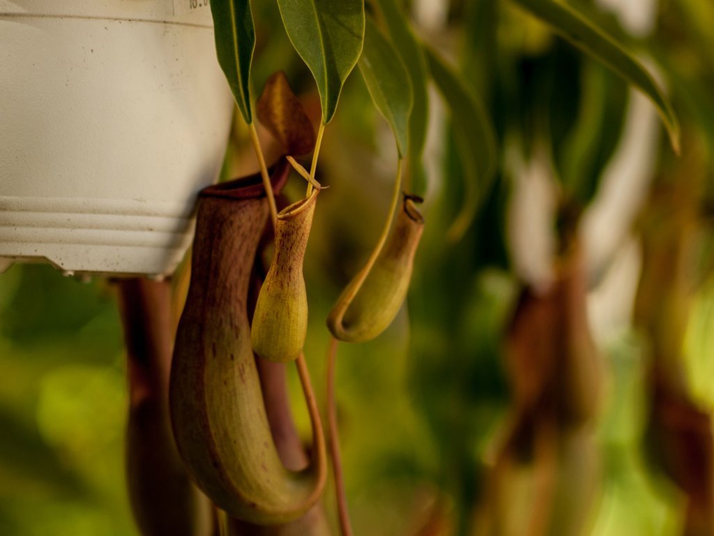 Pitcher Plant (possibly Nepenthes khasiana) [OC] [4032x3024]
http://living-planet.tumblr.com/