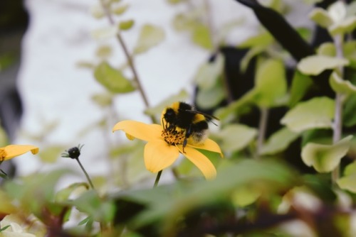 lilcrystalkitty - I found the cutest little bee in Glencoe!