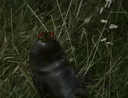 4cf8cb7f94e91bc0b36d9cffb2b55668514866b7.gifv