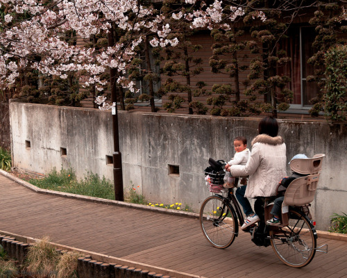 A Ride with Mama Under the SakuraSmall Town Tokyo: Kuhonbutsu