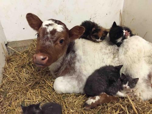 awwww-cute:The life of a barn cat
