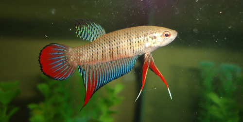 fuckyeahaquaria:
“ Croaking Gourami | Trichopsis vittata
“ “As their name suggests, croaking gouramis are capable of producing an audible grunting or chirping noise, accomplished through the use of specialized adaptations of their pectoral fins....