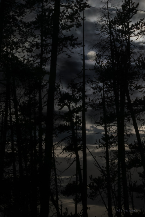 riverwindphotography:Woodland Moonrise© riverwindphotography
