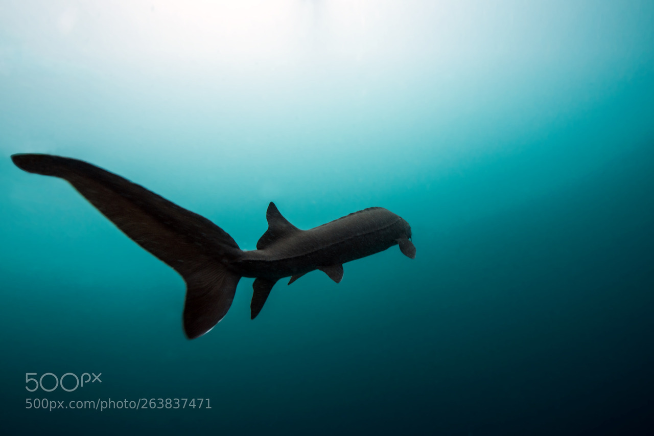 socialfoto:Sturgeon in the light A sturgeon just passing by, great way to finish